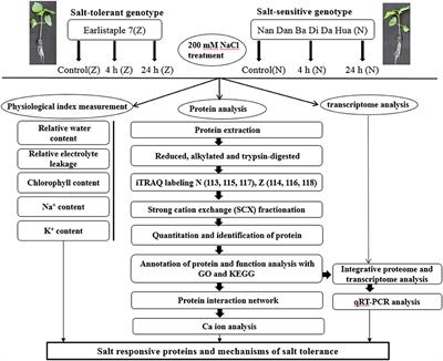 iTRAQ-Based Comparative Proteomic Analysis of Seedling Leaves of Two Upland Cotton Genotypes Differing in Salt Tolerance